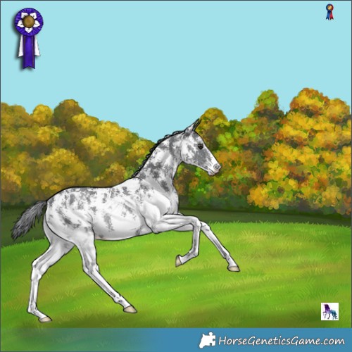 Horse Color:Black Chinchilla Sabino Rabicano 