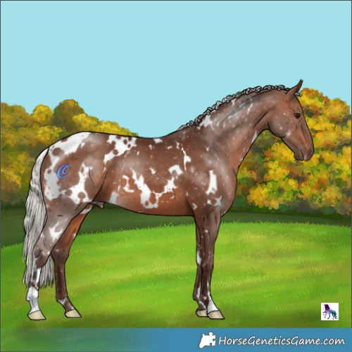 Horse Color:White Spotted Silver Bay 