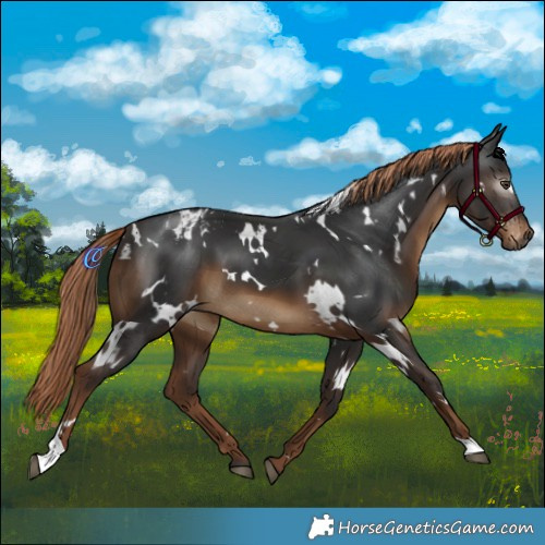 Horse Color:Gray White Spotted Liver Chestnut Varnish 
