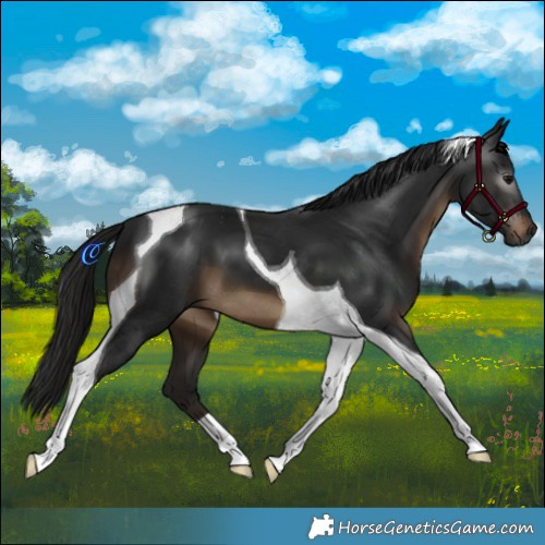 Horse Color:Gray Brown Tobiano 
