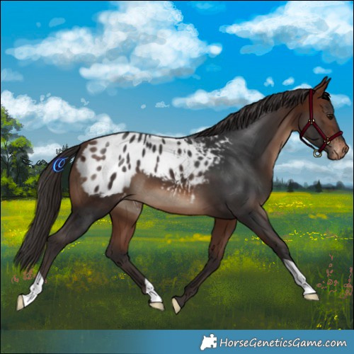 Horse Color:Bay Varnish