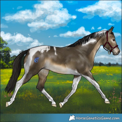 Horse Color:Gray Buckskin Dun Tobiano Varnish 