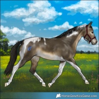 Horse Color:Gray Buckskin Dun Tobiano Varnish 