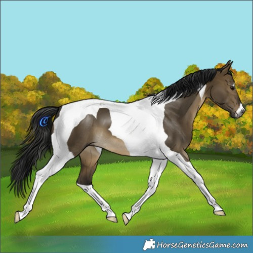 Horse Color:Gray Buckskin Dun Tobiano 