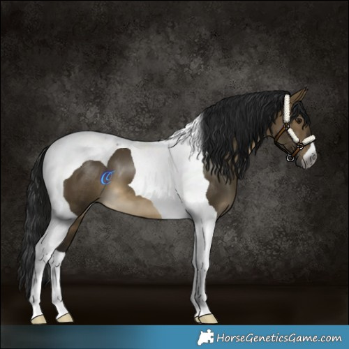Horse Color:Gray Buckskin Dun Tobiano 