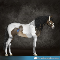 Horse Color:Gray Buckskin Dun Tobiano 