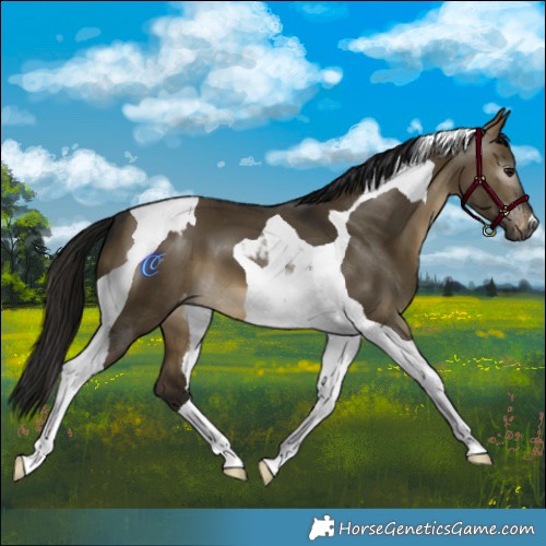 Horse Color:Gray Buckskin Dun Tobiano Varnish 