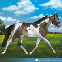 Horse Color:Gray Buckskin Dun Tobiano Varnish 