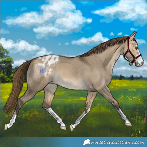 Horse Color:Buckskin Dun Varnish