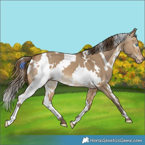 Horse Color:Gray White Spotted Perlino Dun 