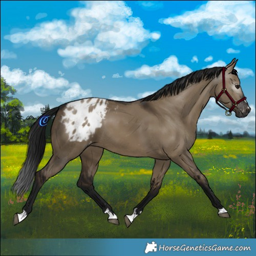 Horse Color:Gray Brown Dun Varnish 