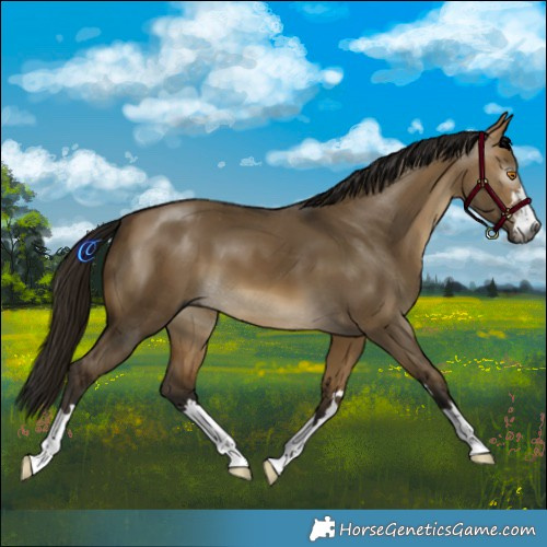 Horse Color:Gray Buckskin Dun 