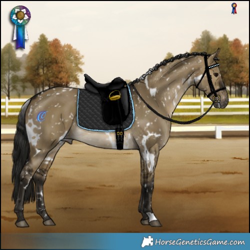 Horse Color:Gray White Spotted Buckskin Dun Snowflake Varnish