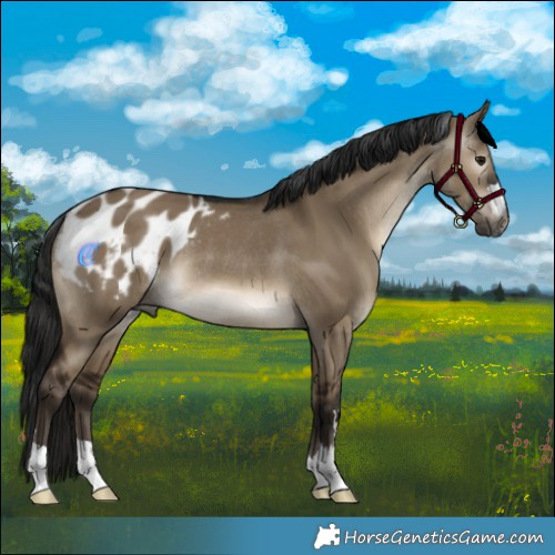 Horse Color:Gray Brown Dun Varnish Rabicano