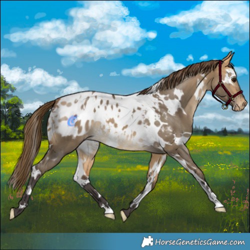 Horse Color:White Spotted Buckskin Dun Varnish 