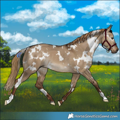 Horse Color:Gray White Spotted Liver Red Dun Rabicano