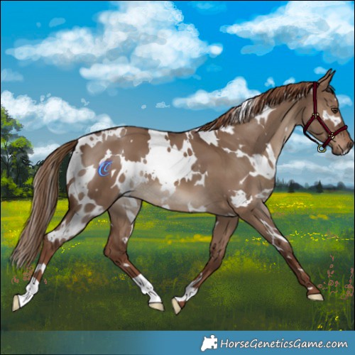 Horse Color:White Spotted Liver Red Dun