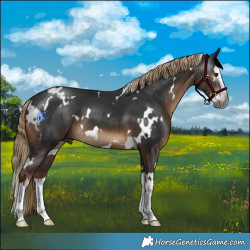 Horse Color:Gray White Spotted Liver Chestnut Splash