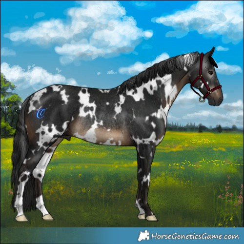 Horse Color:Gray White Spotted Brown Rabicano 