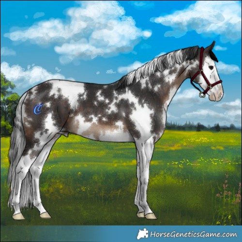 Horse Color:White Spotted Brown Splash 