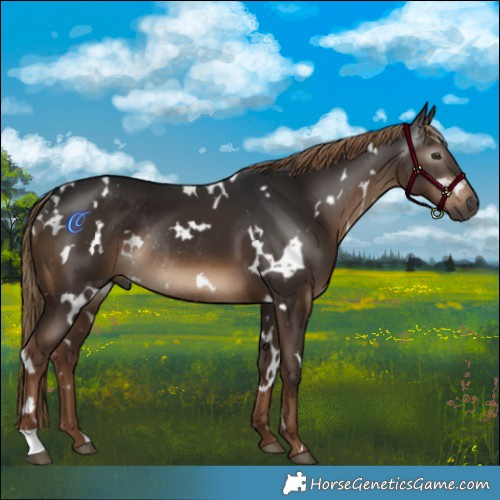 Horse Color:Gray White Spotted Liver Chestnut Rabicano 