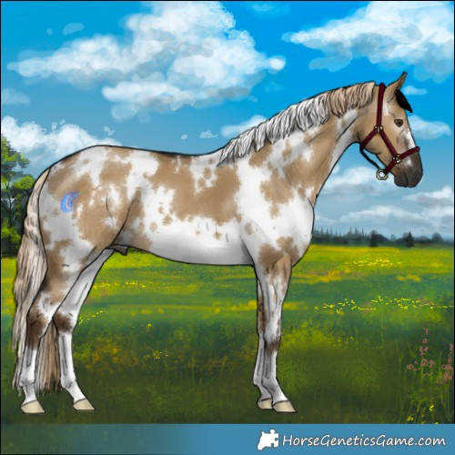 Horse Color:Gray White Spotted Chocolate Palomino Dun 