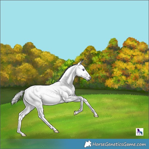Horse Color:Gray White Spotted Palomino Chinchilla Blanket 