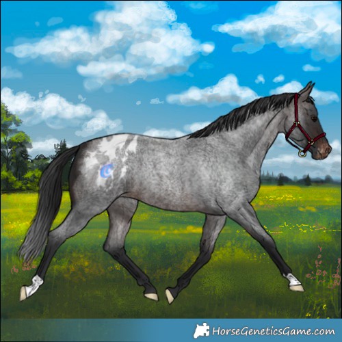 Horse Color:Brown Roan Blanket 