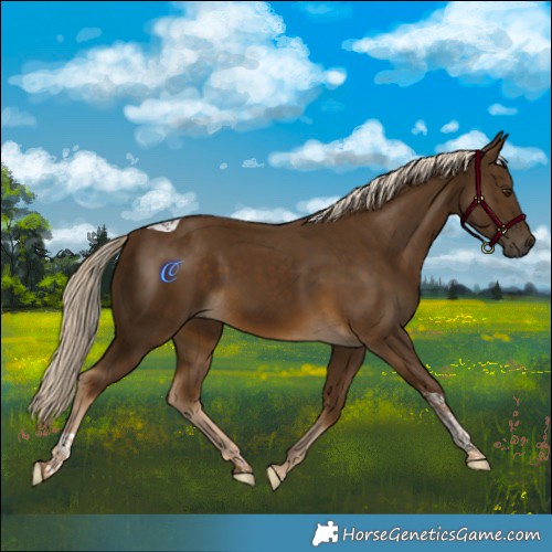 Horse Color:Chocolate Palomino Tobiano 