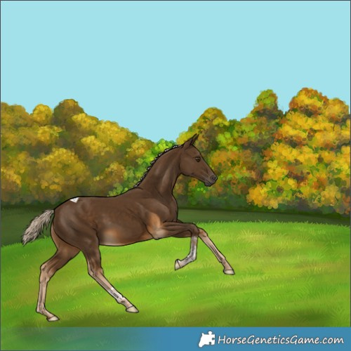 Horse Color:Chocolate Palomino Tobiano 