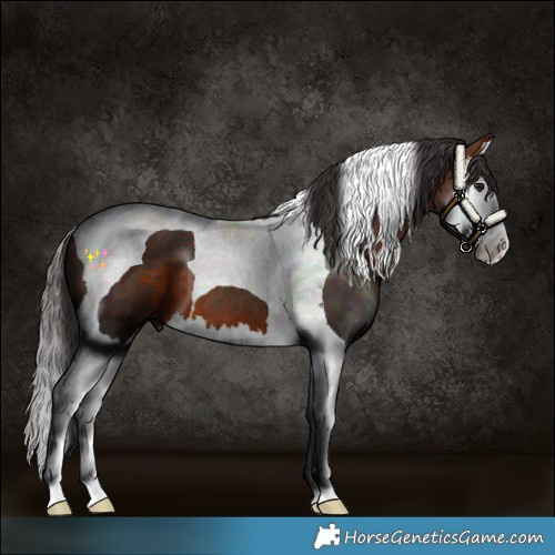 Horse Color:Bay Splash Tobiano