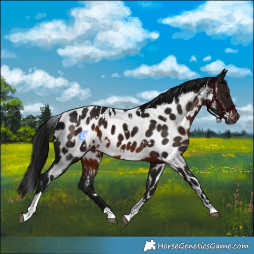 Horse Color:Gray White Spotted Brown Tobiano Near Leopard 