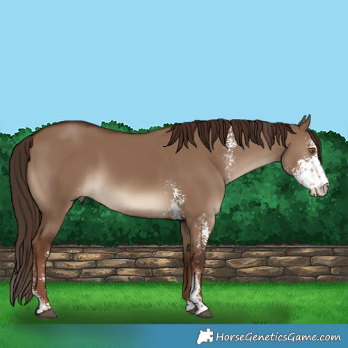 Horse Color:Liver Red Dun Sabino Rabicano