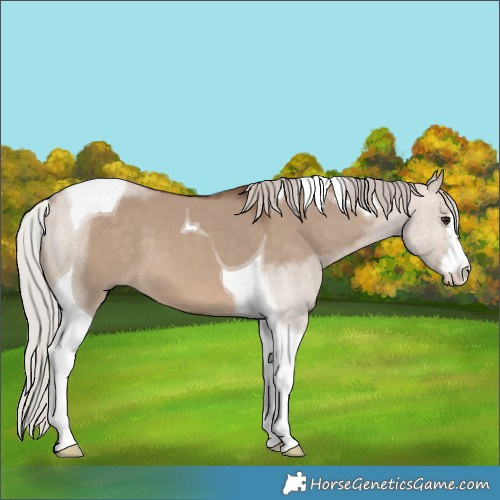 Horse Color:White Spotted Silver Brown Dun Tobiano