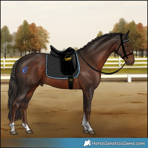 Horse Color:Liver Chestnut Tobiano