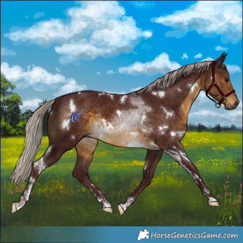 Horse Color:Gray White Spotted Chocolate Silver Buckskin Rabicano 