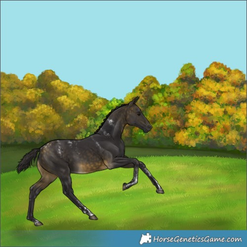 Horse Color:Powder White Buckskin 