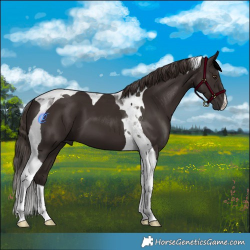 Horse Color:Liver Chestnut Tobiano
