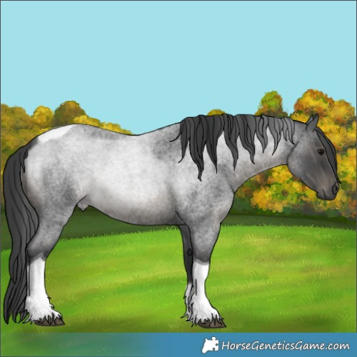 Horse Color:Blue Roan Tobiano 