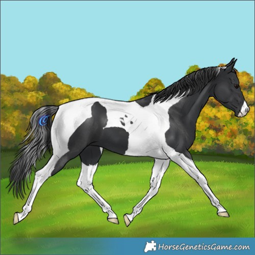 Horse Color:Black Tobiano 