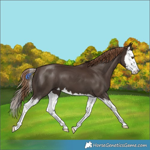 Horse Color:Liver Chestnut Splash