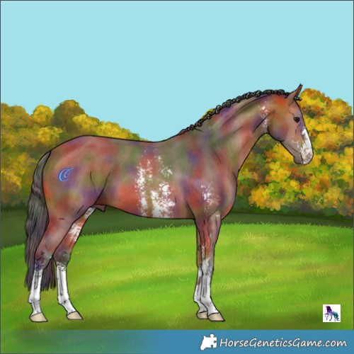 Horse Color:Nacre Bay Sabino