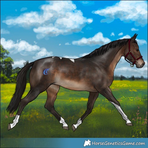 Horse Color:Gray Bay Mushroom Tobiano 