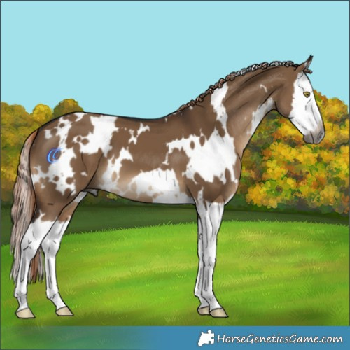 Horse Color:Gray White Spotted Liver Red Dun Splash