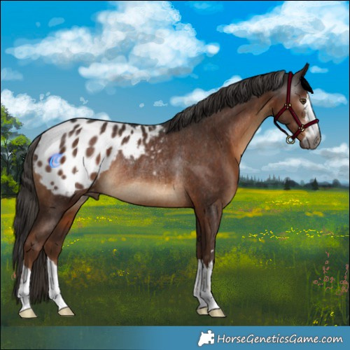 Horse Color:Gray Liver Chestnut Varnish Rabicano 