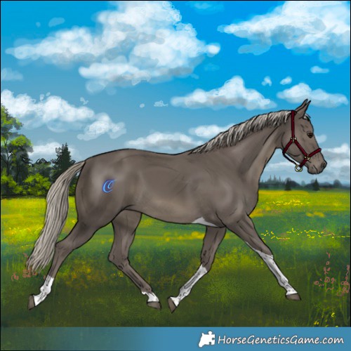 Horse Color:Silver Smoky Black Tobiano 