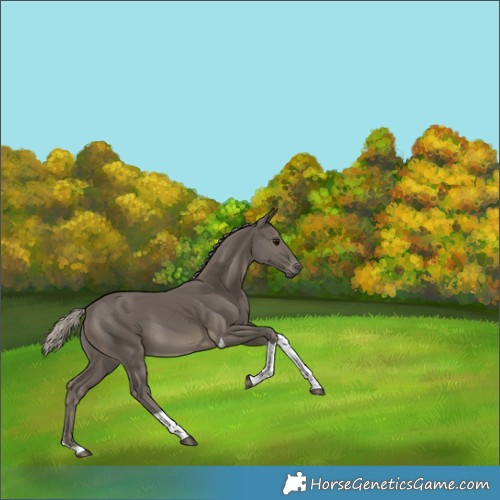 Horse Color:Silver Smoky Black Tobiano