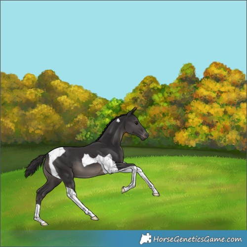 Horse Color:Smoky Black Tobiano