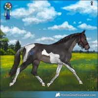 Horse Color:Smoky Black Tobiano