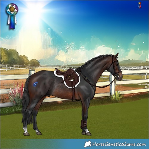 Horse Color:Brown Rabicano